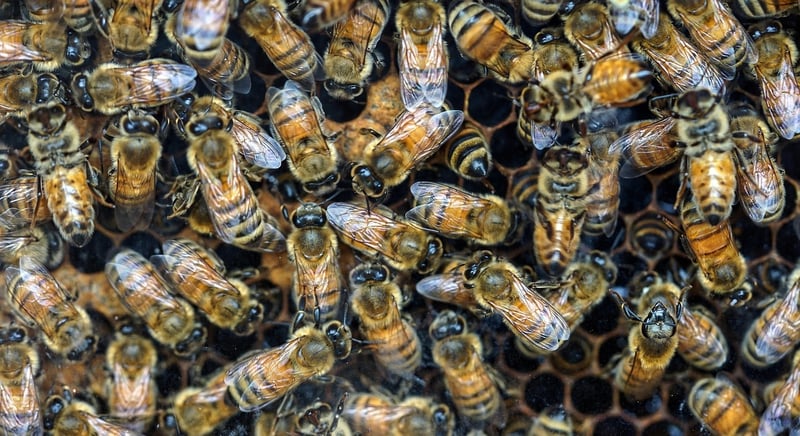 Enchanted Bees