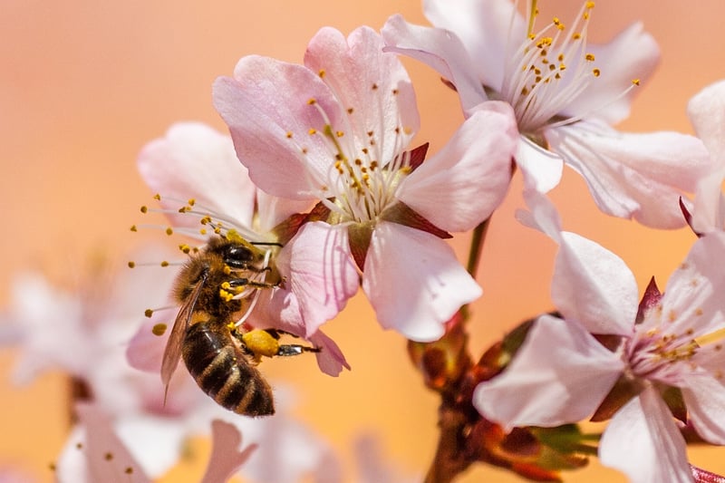 Enchanted Bee