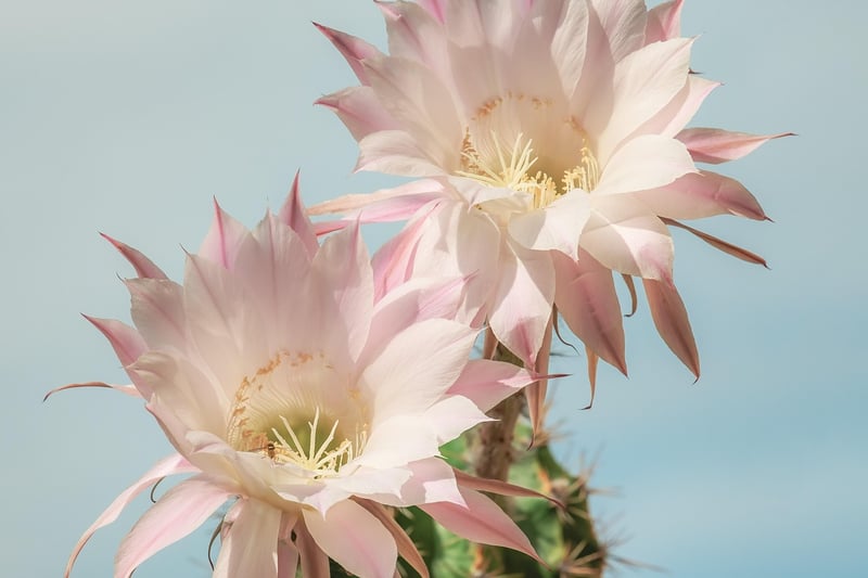 Crystal Cacti