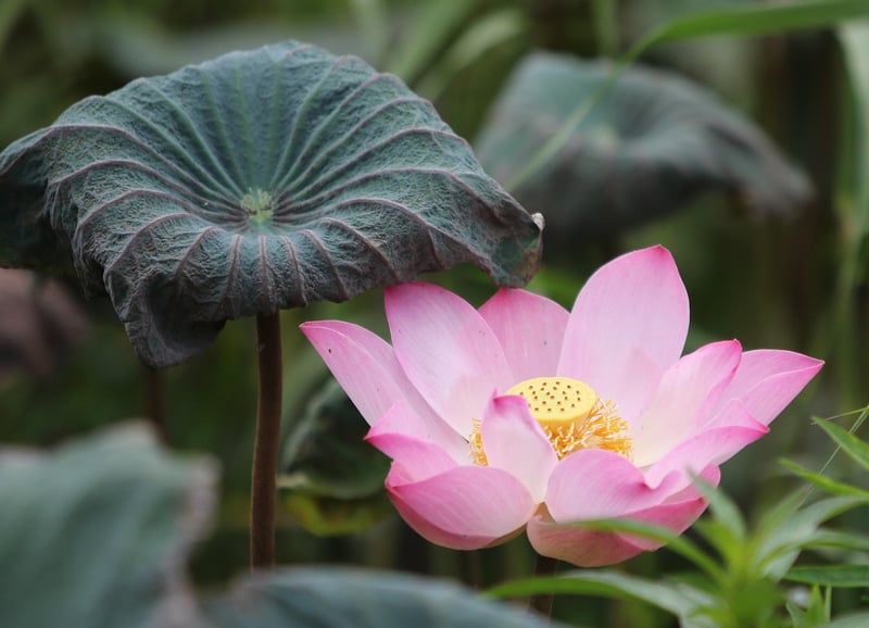 Moonlight Lotus