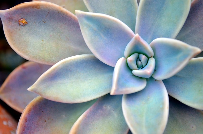 Starlight Succulents